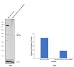 HDAC3 Antibody in Western Blot (WB)