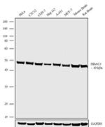 HDAC3 Antibody in Western Blot (WB)