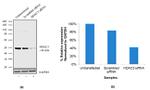 HDAC3 Antibody