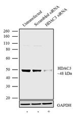 HDAC3 Antibody in Western Blot (WB)