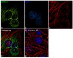 DAP5 Antibody in Immunocytochemistry (ICC/IF)