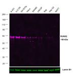 RUNX2 Antibody in Western Blot (WB)