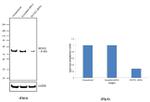 RUNX2 Antibody