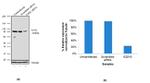 EZH2 Antibody