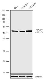 PDCD4 Antibody in Western Blot (WB)