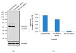 PDCD4 Antibody in Western Blot (WB)