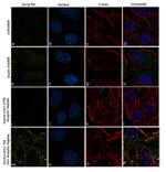 Phospho-MAPKAP1 (Thr86) Antibody in Immunocytochemistry (ICC/IF)