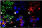 CTLA-4 Antibody