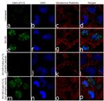 Phospho-CDK4 (Thr172) Antibody in Immunocytochemistry (ICC/IF)