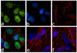 Neurogenin 2 Antibody in Immunocytochemistry (ICC/IF)