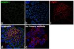 ALDH1L1 Antibody in Immunocytochemistry (ICC/IF)