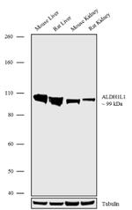 ALDH1L1 Antibody in Western Blot (WB)