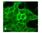 DRD1 Antibody in Immunocytochemistry (ICC/IF)