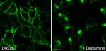 DRD1 Antibody in Immunocytochemistry (ICC/IF)