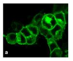 AVPR1A Antibody in Immunocytochemistry (ICC/IF)