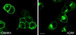 CRHR1 Antibody in Immunocytochemistry (ICC/IF)