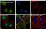 MSK1 Antibody