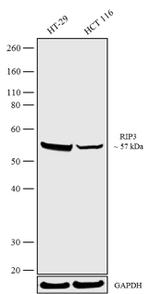 RIP3 Antibody in Western Blot (WB)