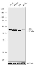 RIP3 Antibody in Western Blot (WB)