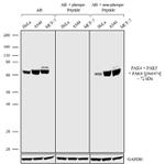 Phospho-PAK4/6/7 (Ser474) Antibody in Western Blot (WB)