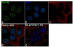 FOXM1 Antibody in Immunocytochemistry (ICC/IF)