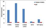 FOXM1 Antibody in ChIP Assay (ChIP)