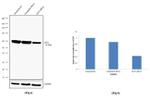 ELP3 Antibody in Western Blot (WB)