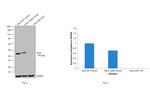 IDH1 Antibody