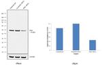 IDH1 Antibody in Western Blot (WB)