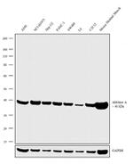 Aldolase A Antibody in Western Blot (WB)