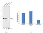 Aldolase A Antibody