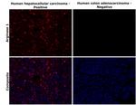 Arginase 1 Antibody in Immunohistochemistry (Paraffin) (IHC (P))