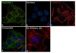 Arginase 1 Antibody in Immunocytochemistry (ICC/IF)