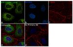 ATP Citrate Lyase Antibody in Immunocytochemistry (ICC/IF)