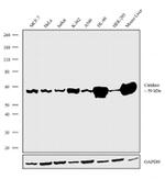 Catalase Antibody in Western Blot (WB)