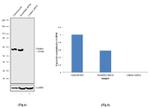 Catalase Antibody in Western Blot (WB)