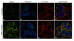 NSE Antibody in Immunocytochemistry (ICC/IF)