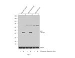 IDO Antibody in Western Blot (WB)