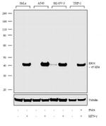 IDO Antibody in Western Blot (WB)