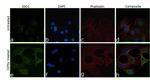 IDO Chimeric Antibody in Immunocytochemistry (ICC/IF)