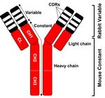 IDO Chimeric Antibody