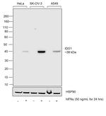 IDO Chimeric Antibody in Western Blot (WB)