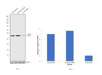 LDHA Antibody