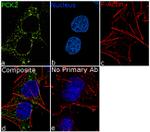 PCK2 Antibody in Immunocytochemistry (ICC/IF)