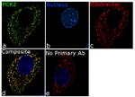 PCK2 Antibody in Immunocytochemistry (ICC/IF)