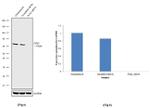 PCK2 Antibody