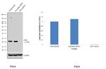 GPX1 Antibody in Western Blot (WB)