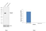 Optineurin Antibody in Western Blot (WB)