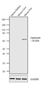 Optineurin Antibody