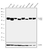 LIMP2 Antibody in Western Blot (WB)